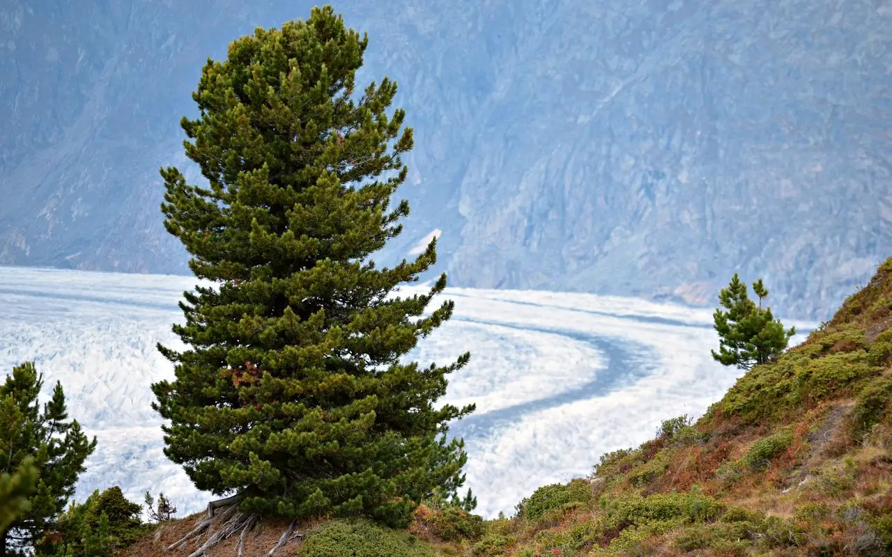 Qual è una conifera sudamericana? L’albero fossile più antico del mondo