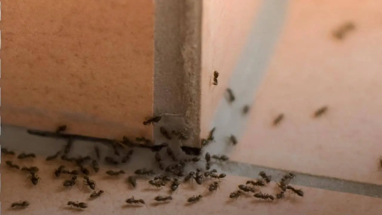 Ti ritrovi sempre insetti in casa? Ecco la causa nascosta che li attira