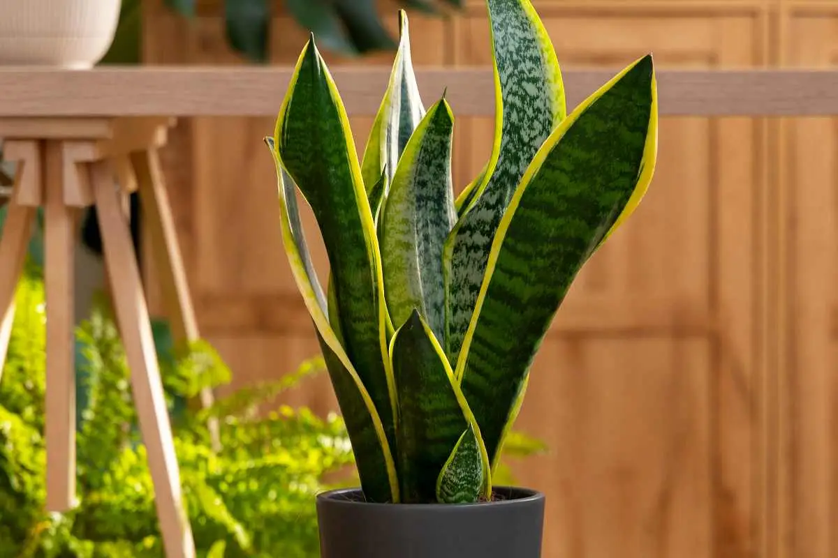 Hai questa pianta dalle foglie lunghe in casa? Ecco perché è fondamentale per la tua salute