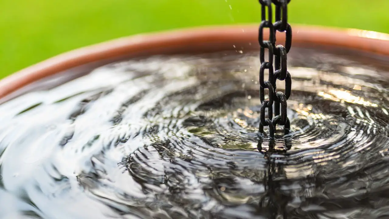 L’acqua piovana è davvero la migliore per le tue piante? Ecco cosa succede quando la usi