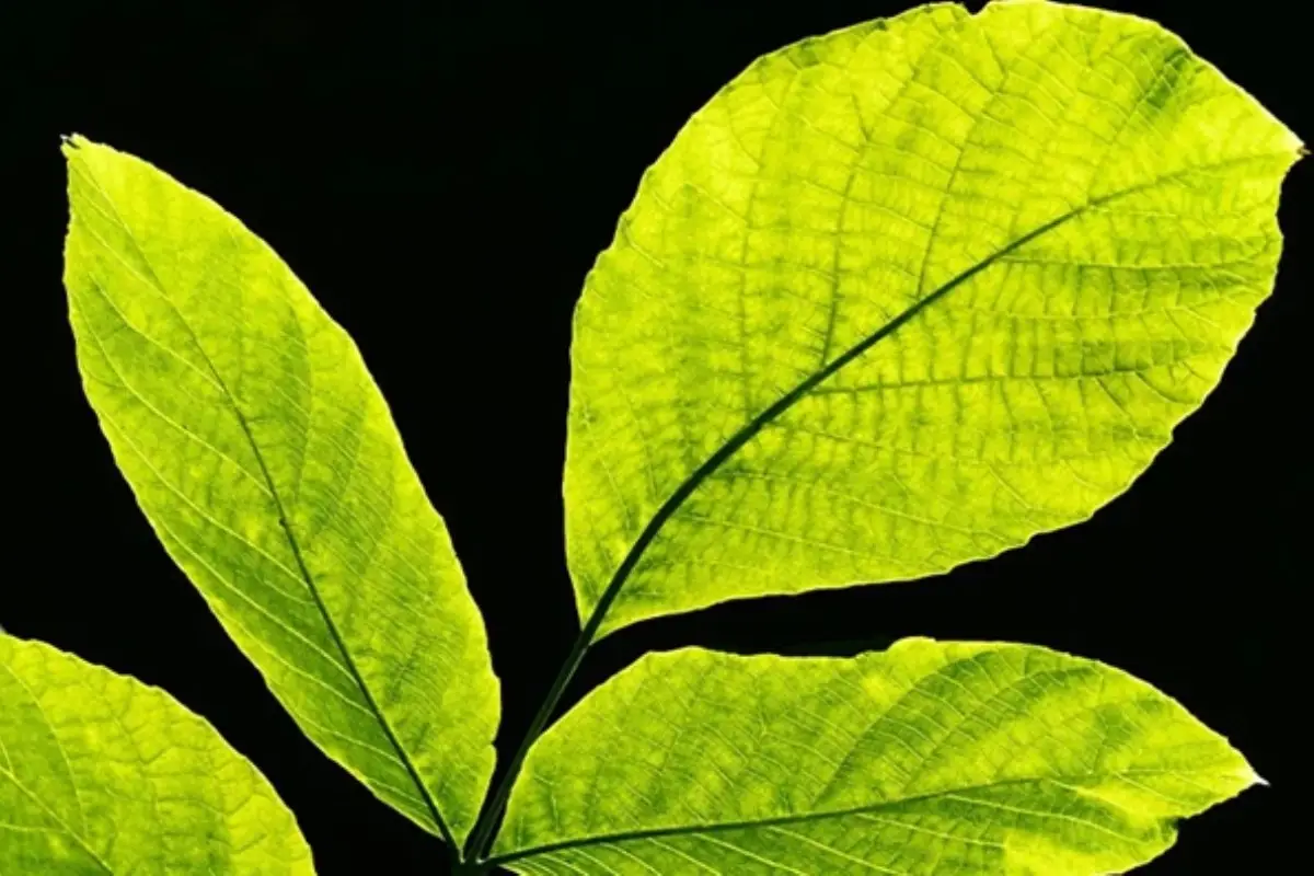 Se le foglie delle tue piante si accartocciano ecco cosa stanno cercando di dirti